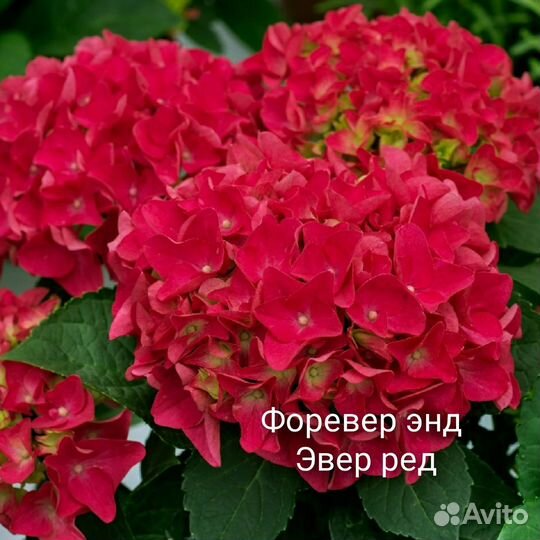 Гортензии, укоренённые черенки. Отправка почтой