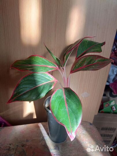 Аглаонема Крит.Аглаонема зелёная