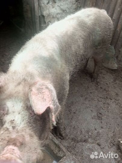 Хряк на племя