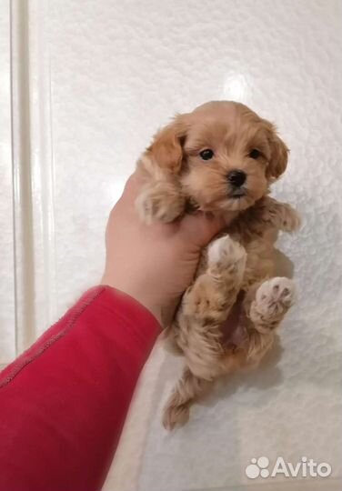 Мини Мальтипу ф1 бейби-фейс