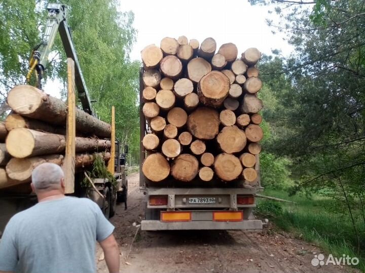 Пиловочник Доставка Круглый лес