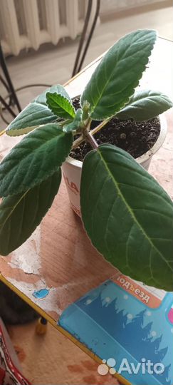 Глоксиния тидея