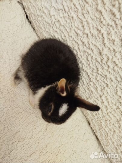 Декоративные кролики домашний мини