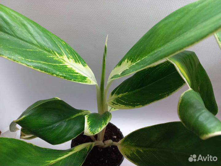 Аглаонема лимон white или иок конхана
