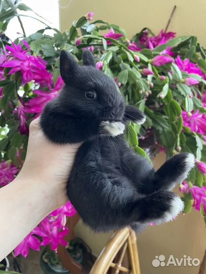 Декоративный кролик. Мини кролик. Крольчата. Питом