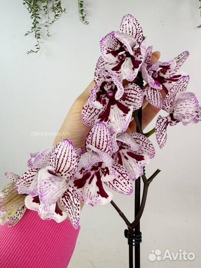 Восхитительная орхидея биглип пелор