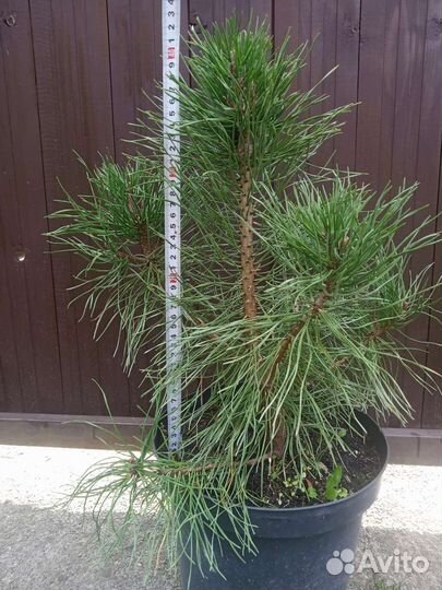 Сосна горная Муго, Пумилио, сосна крымская, черная