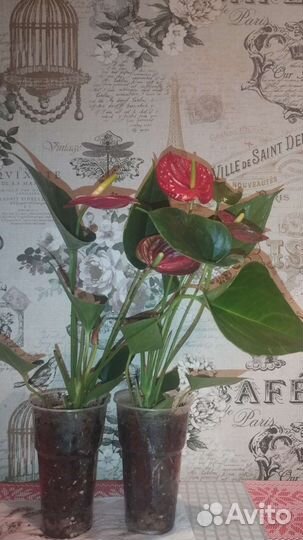 Комнатные цветы антуриум