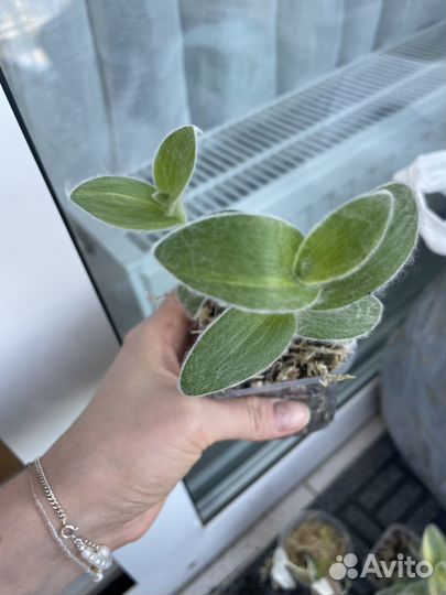 Традесканция силамонтана вариегатная