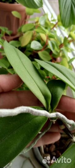 Детка мини орхидеи