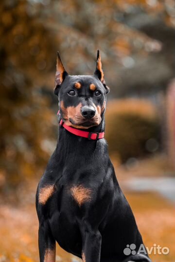 Немецкий пинчер для вязки