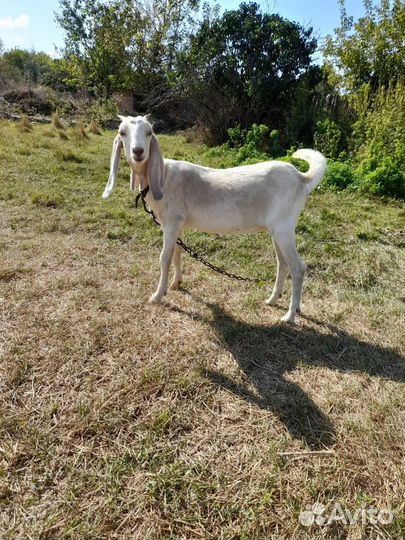 Козы Нубокомори