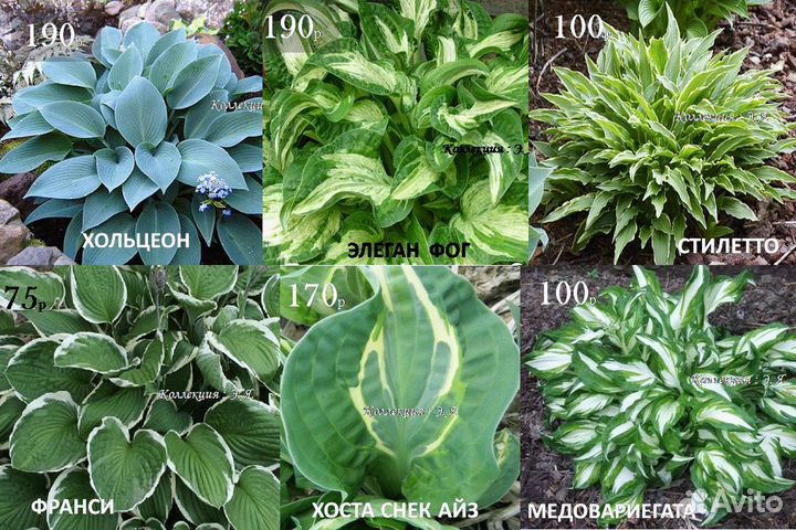 Почвопокровные Многолетники Хосты Почтой (Часть1)