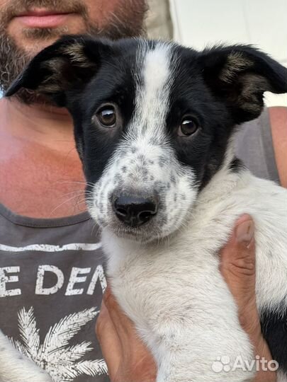 Две девочки Пандочки ищут дом