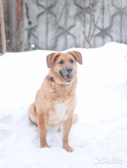 Собака в добрые руки Злата ищет дом