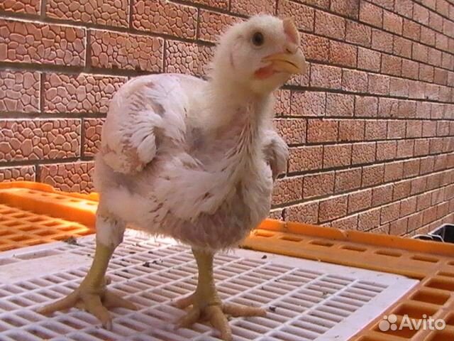 Бройлеры росс