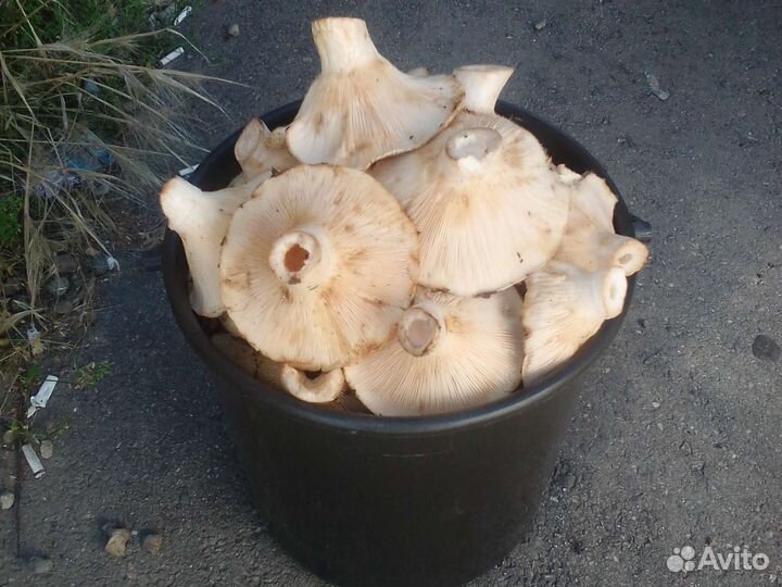Грузди сырые свежие