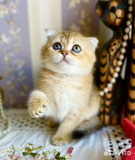 Кошечка плюшка-вислоушка)