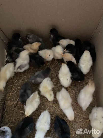Цыплята подрощенные домашние