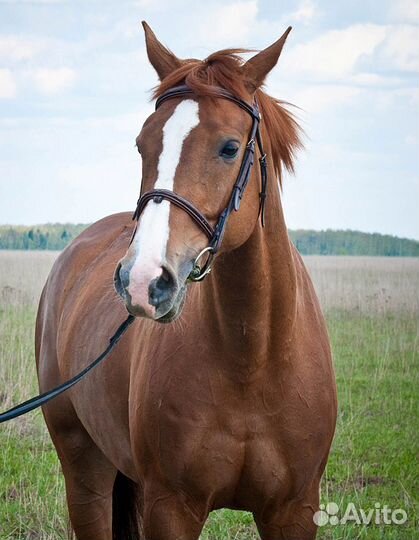 Навоз конский, Перегной коровий