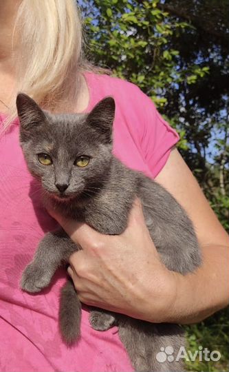 SOS Котенок дачник девочка 2,5 месяца ищет дом