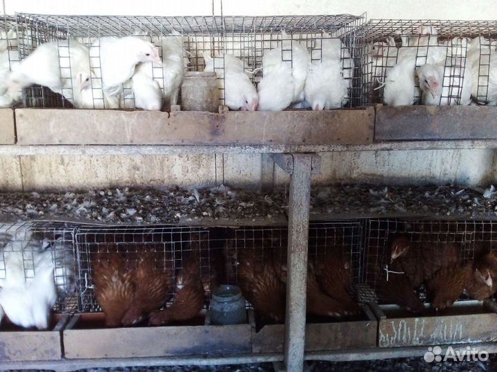 Продаем хороших кур и петухов