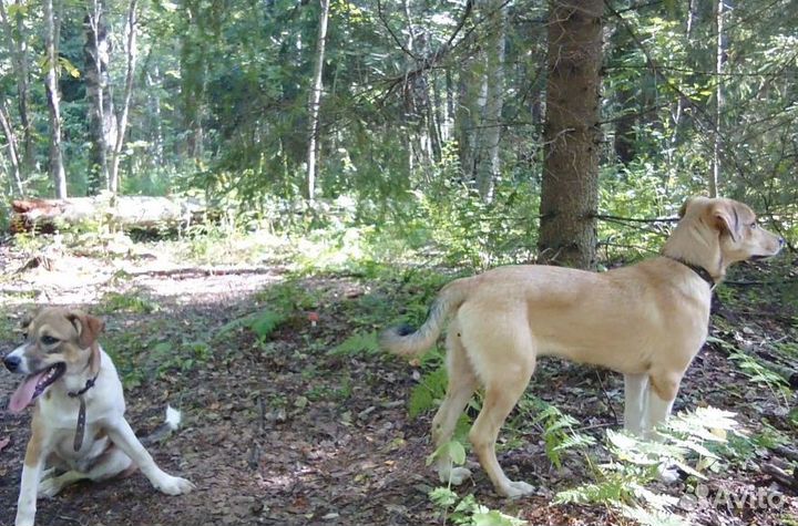 Отдам в добрые руки