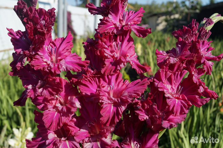 Гладиолусы