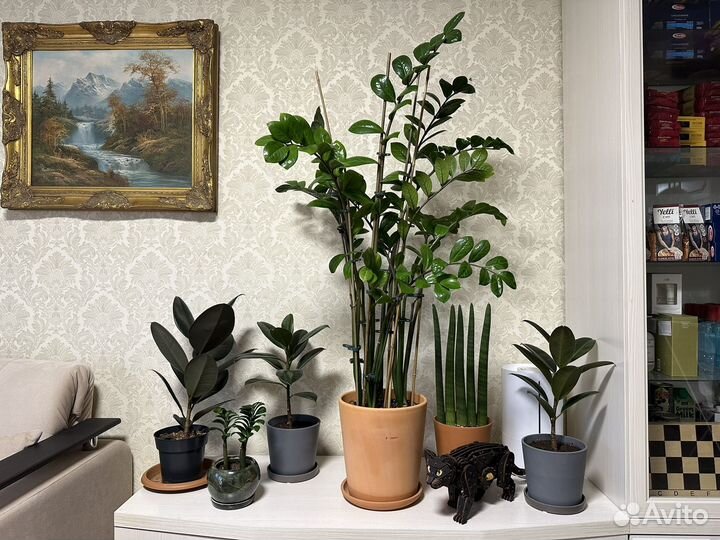 Фикус, сансевиерия, замиокулькас