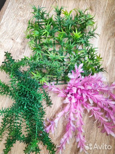 Аквариумные растения