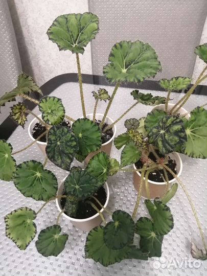 Бегония Тигровая