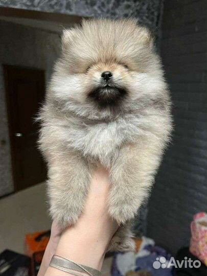 Померанский шпиц