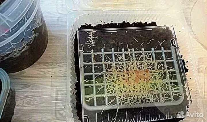 Корма(разные)для всех видов аквариумных обитателей