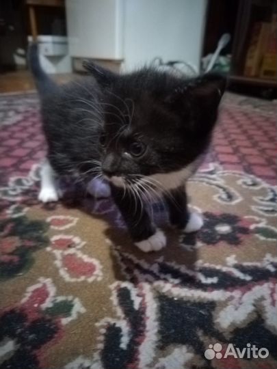 Котенок девочка в добрые руки