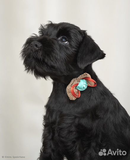 Цвергшнауцер щенки