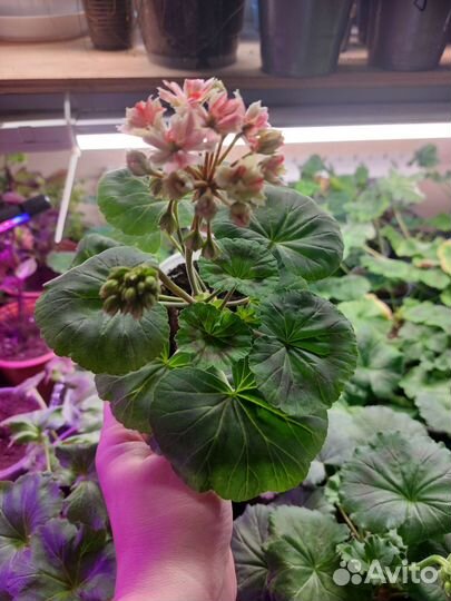 Герань пеларгония