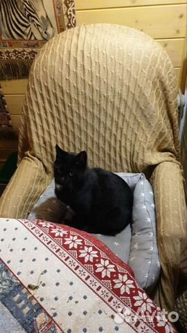 Черный красавец молодой 1,5 кот кастрирован привит объявление продам