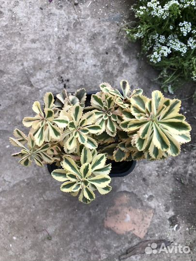 Седум Атлантис