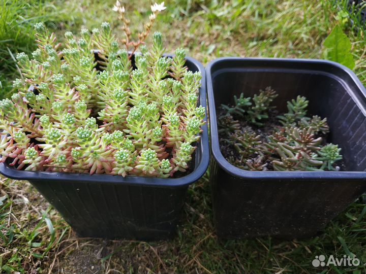 Очиток седум