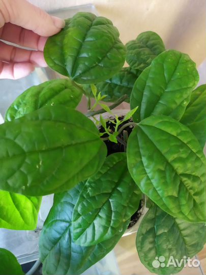 Клеродендрум Томпсона