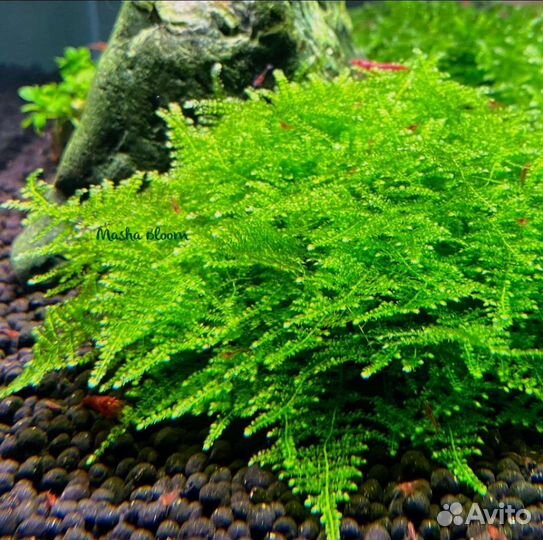 Гуппи Кои золотой,растения,мох,гриндальский червь