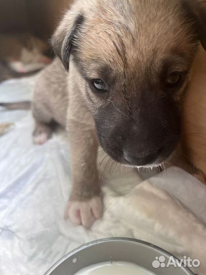 Сиротки без мамы, 1 месяц