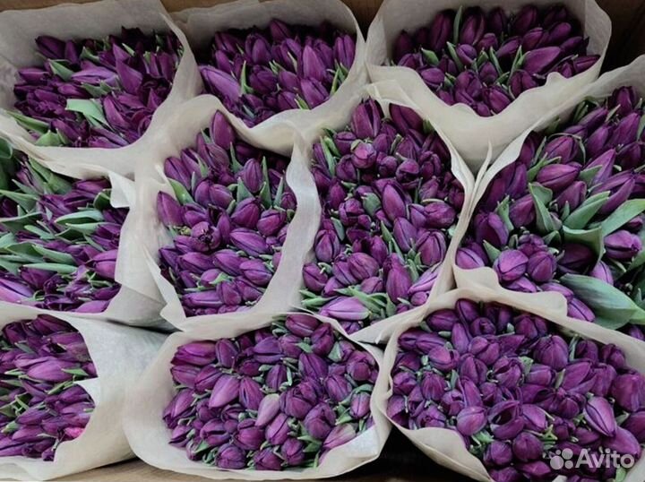 Тюльпаны оптом в наличии