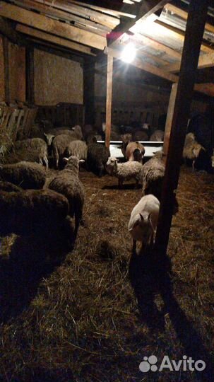 Овцы бараны