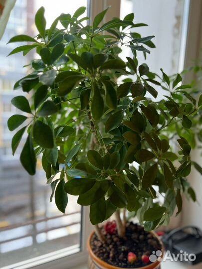 Комнатные цветы шефлера