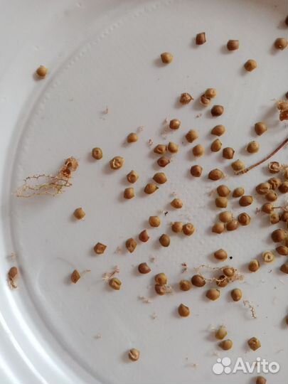 Мимоза семена