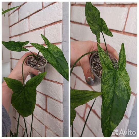 Сингониумы сортовые