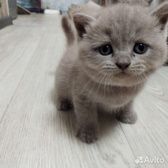 Кошки шотландцы
