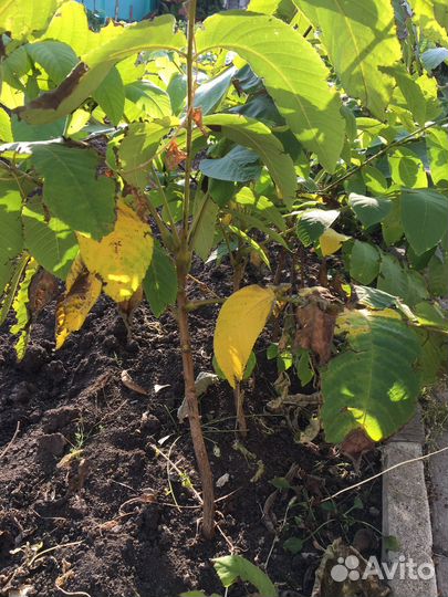 Маньчжурский орех