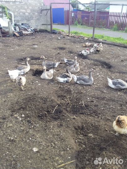 Гуси индоутки